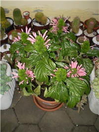 b923b3f6-Picture 6270.jpg